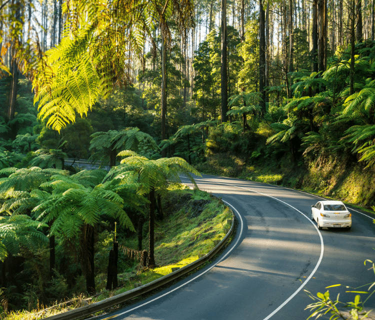 Car drives up green rainforest road