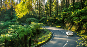 Car drives up green rainforest road
